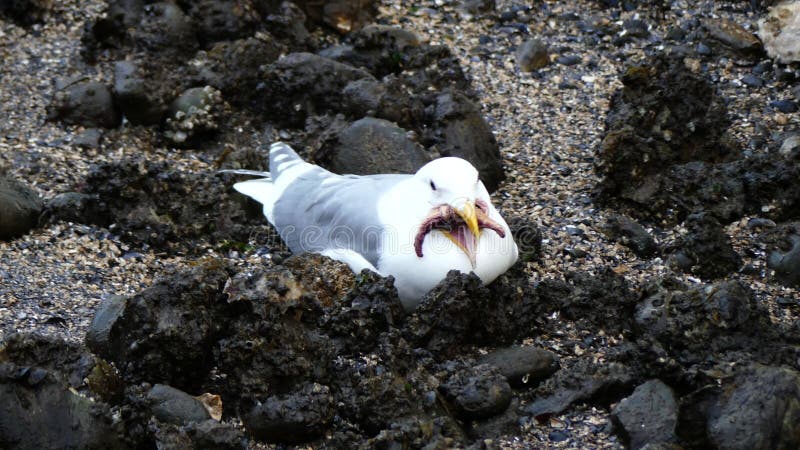 Seagull beach starfish in beak stock video