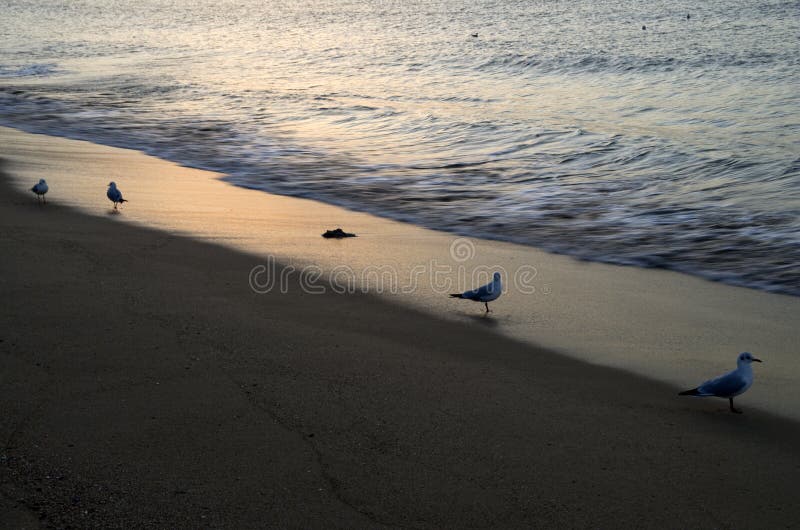 Seagull Beach at sunrise