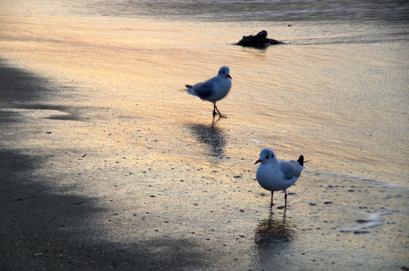 Seagull Beach at sunrise