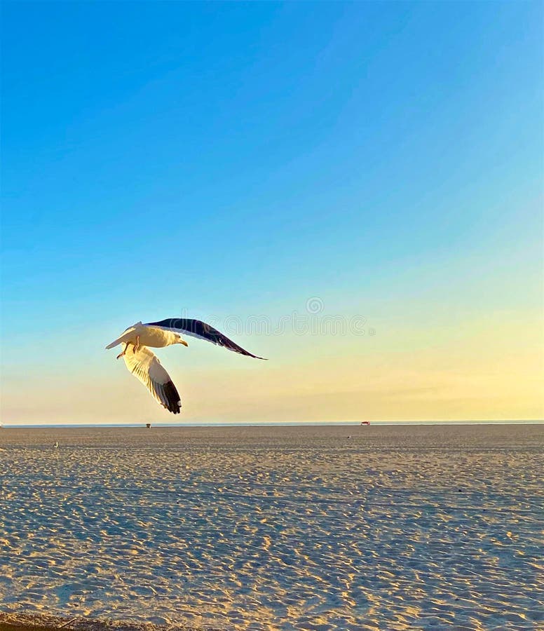 Seagull beach sunset California