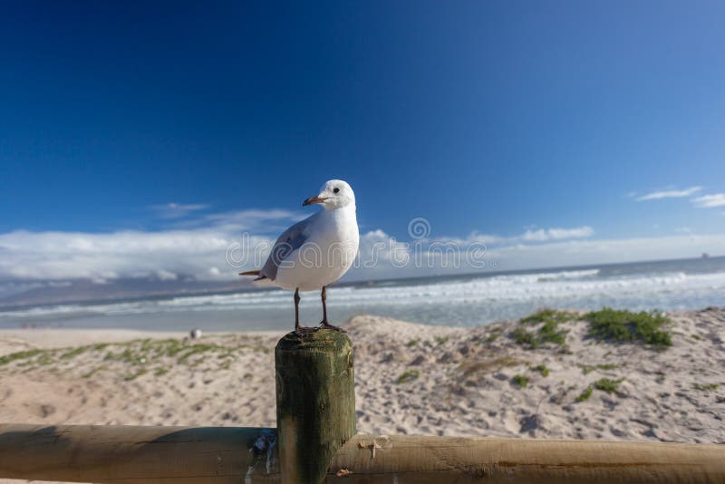 Seagull Bird Beach