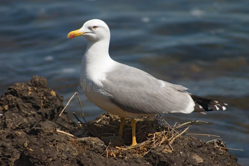 Seagull bird in the nest royalty free stock photo