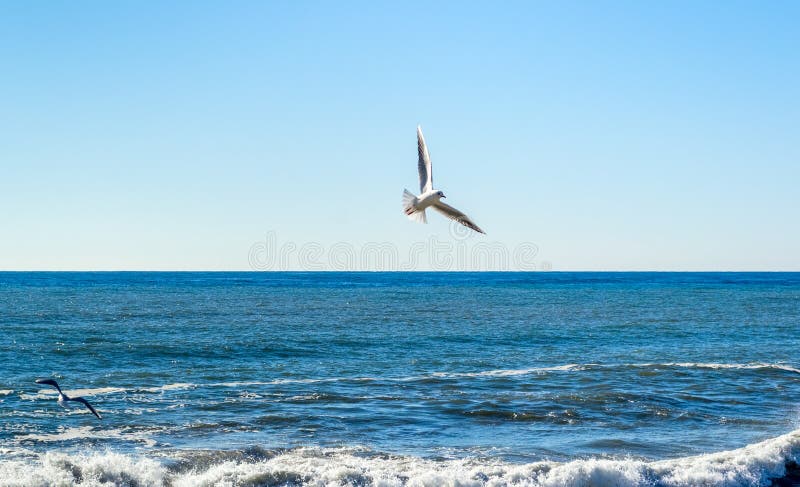 Seagull birds flying over the sea, fighting for fish rests
