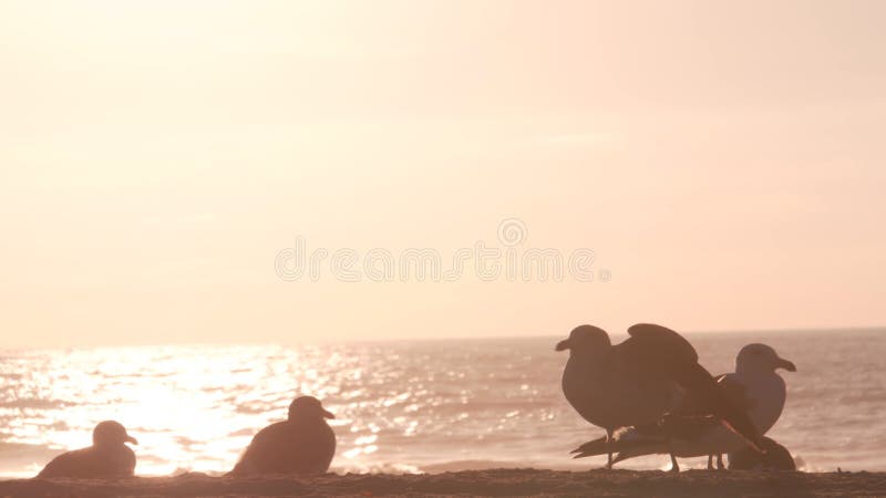 Seagull birds by ocean water on beach, sea waves at sunset in California, USA.