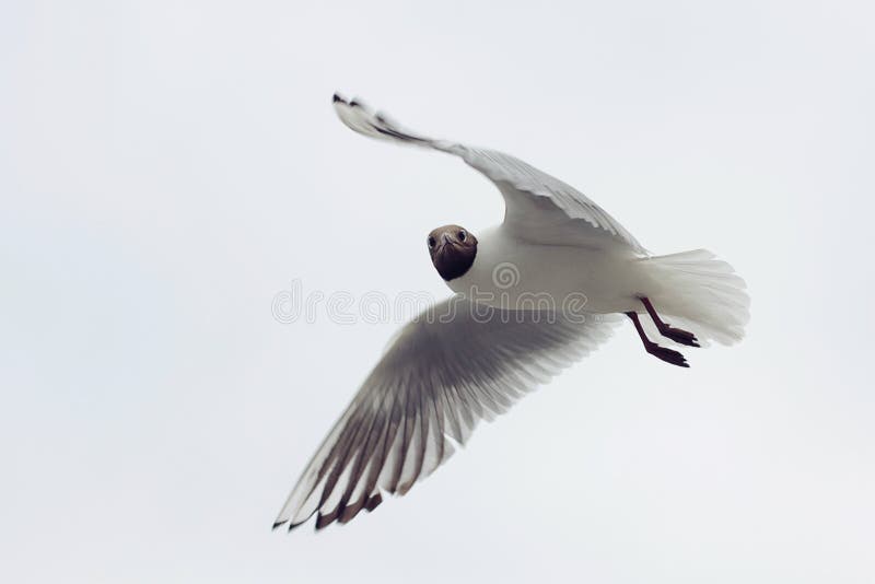 Seagull with black head On The gray Background royalty free stock photos Seagull with black head On The gray Background royalty free stock photos