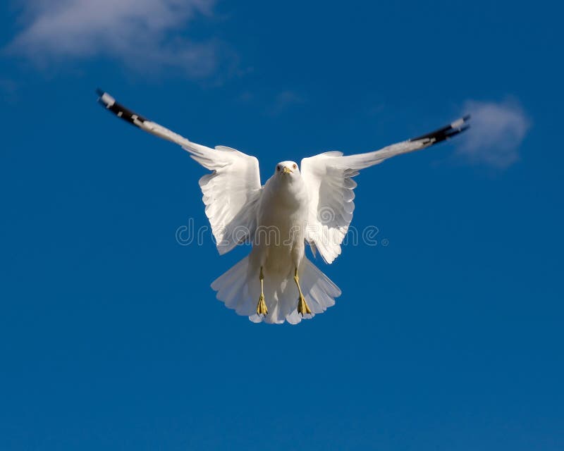 Seagull in a blue sky