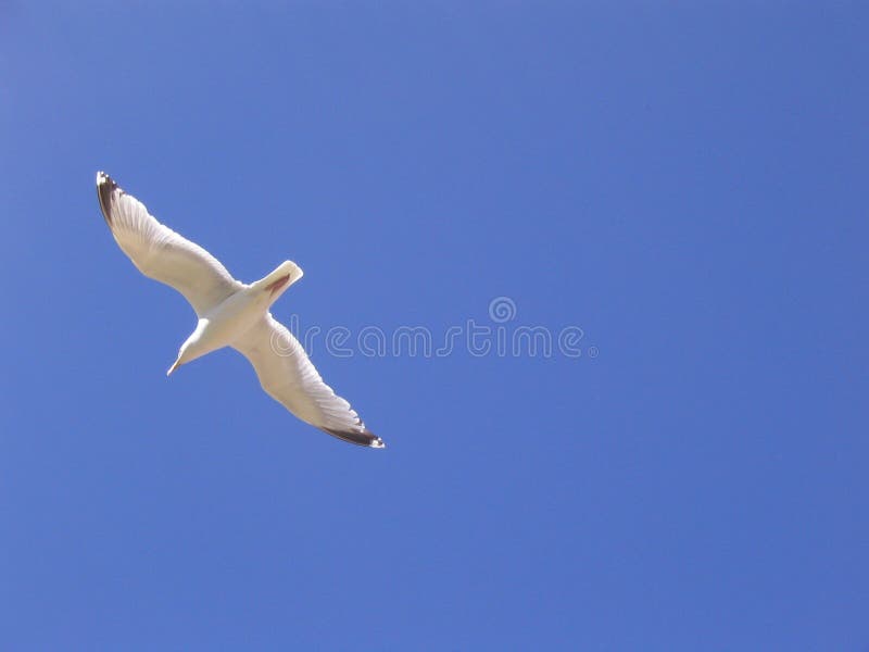 Seagull blue sky