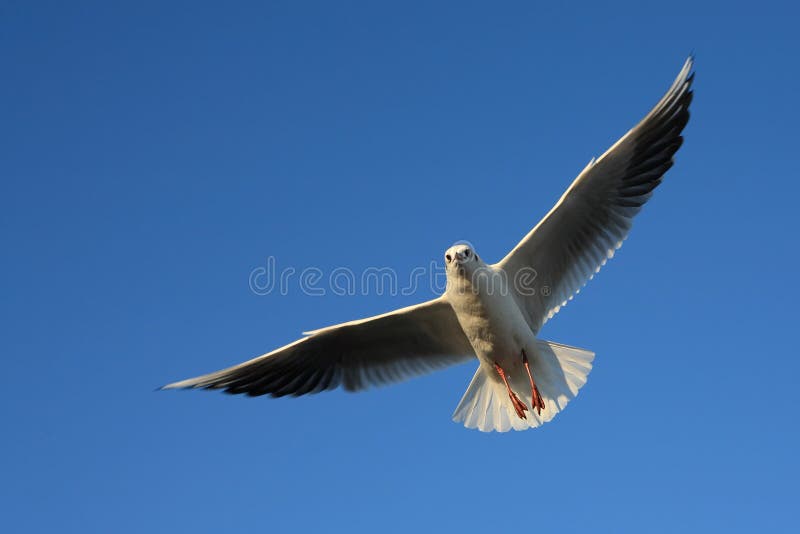 Seagull blue sky wings