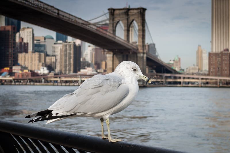 Seagull at Brooklyn Bridge Park royalty free stock photos Seagull at Brooklyn Bridge Park royalty free stock photos