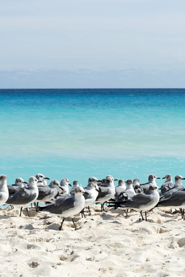 Seagull royalty free stock photos