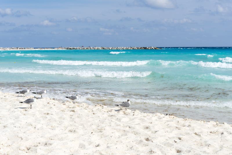 Seagull royalty free stock image