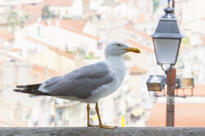 A side view of a seagull standing on concrete wall with a view of the city Cannes, France in the background. A side view of a seagull standing on concrete wall with a view of the city Cannes, France in the background.