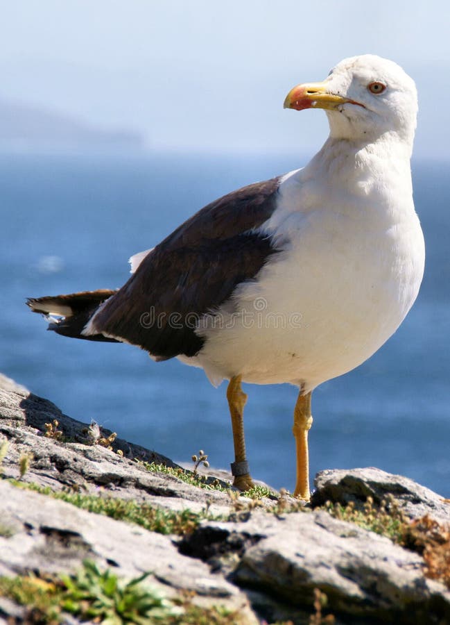 Seagull on Cliff Edge