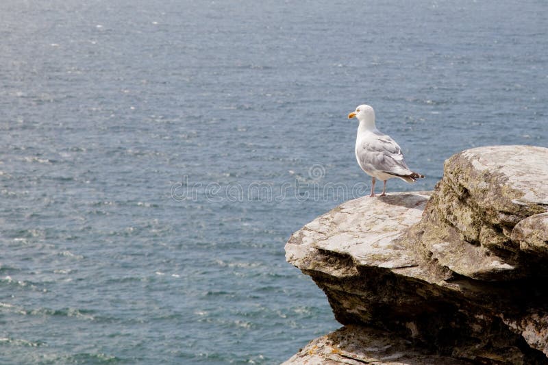 Seagull on cliff top