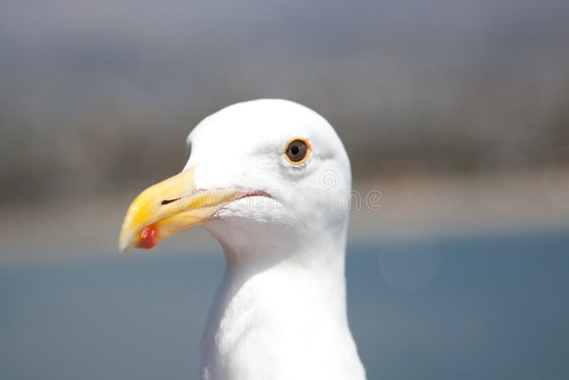 Seagull close up