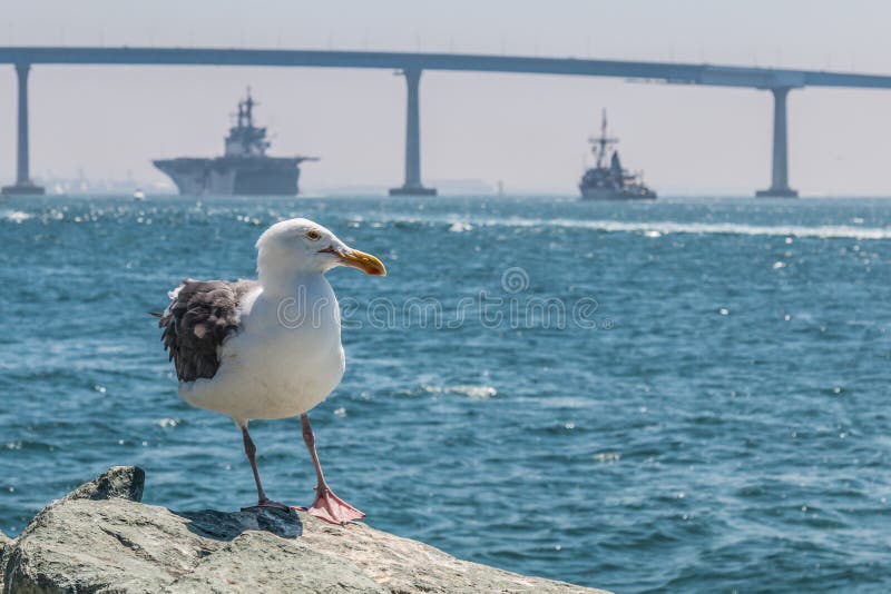 Seagull with Coronado Bridge and Navy Vessels in San Diego