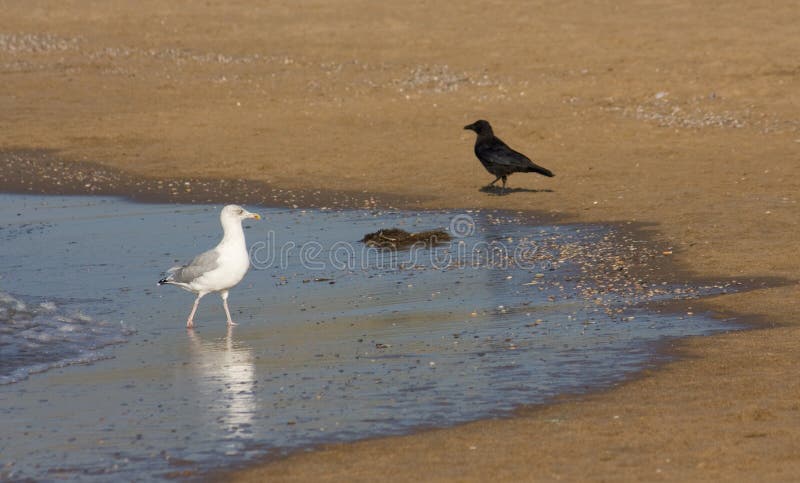 Seagull and crow