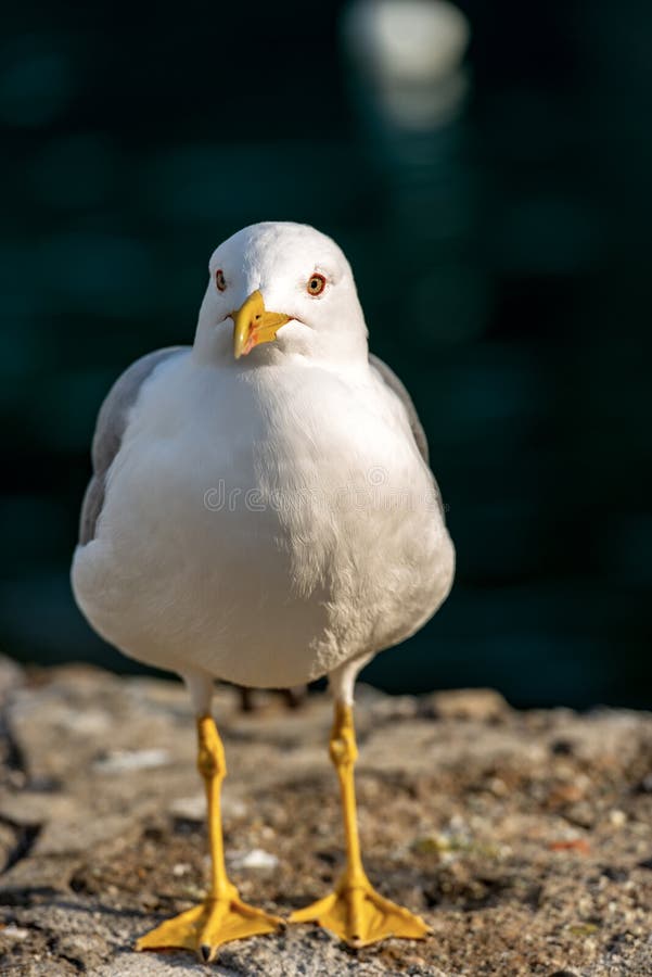 Seagull on a dark background - Front view