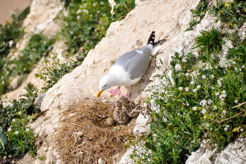 Seagull and its nest