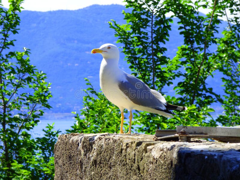 Seagull dopatrywanie od kamiennej żerdzi zdjęcie stock