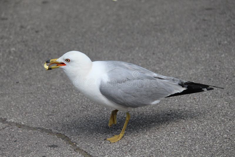 Seagull eating popcorn