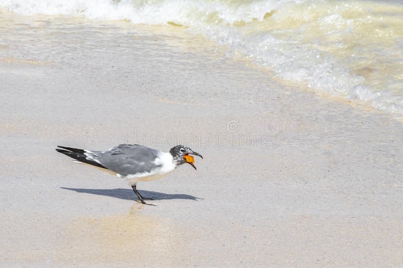 Seagull Chip Stock Photos - Free & Royalty-Free Stock Photos from