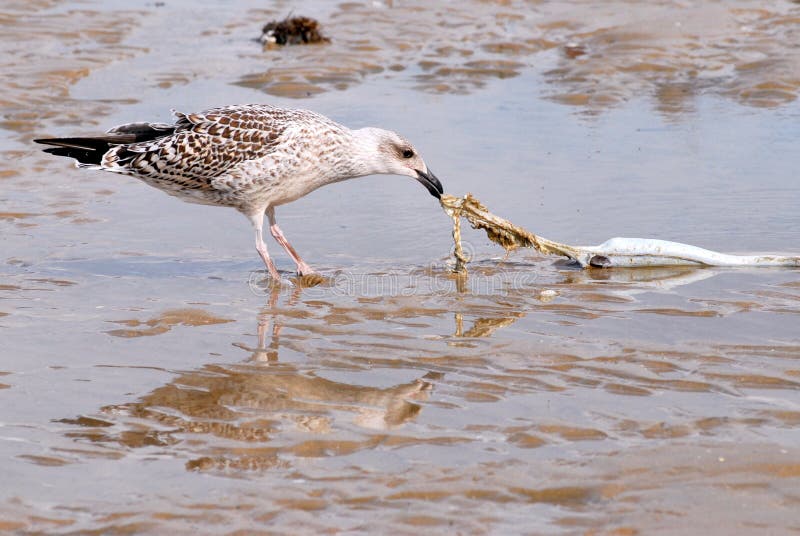 Seagull and fish