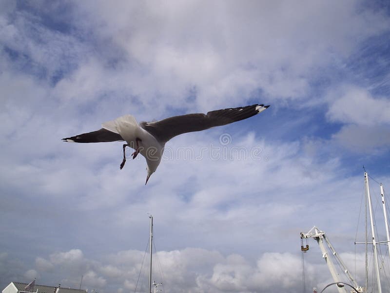 Seagull in flight