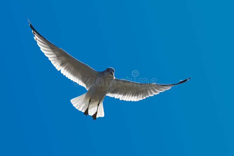 Un Gabbiano Vola nel Cielo Blu con le Ali Completamente distese.