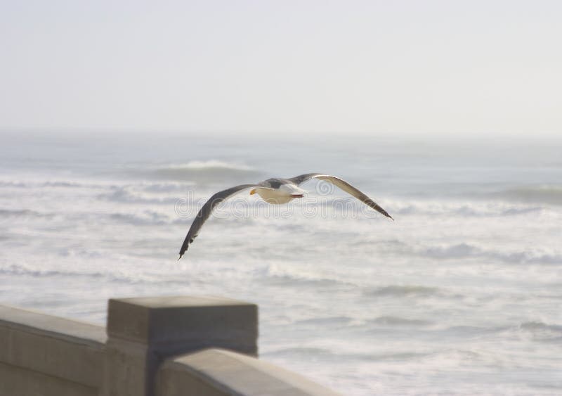 Seagull in Flight