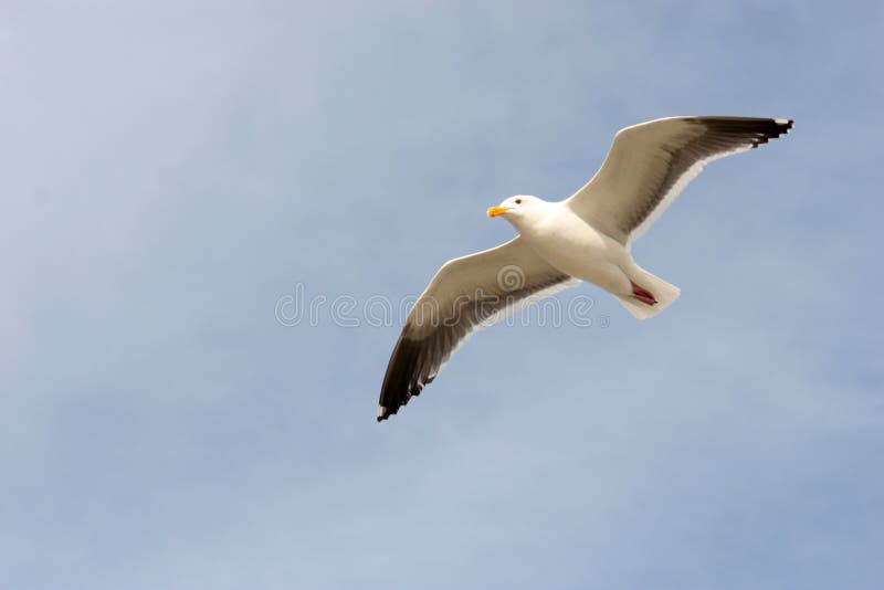 Seagull in Flight