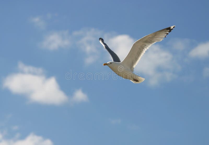 Gabbiano in volo contro il cielo chiaro.