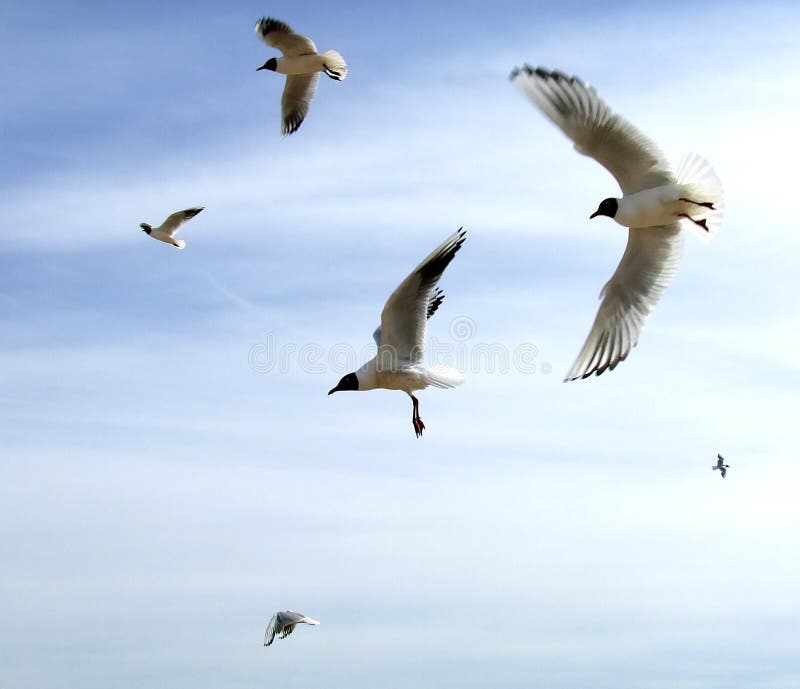 The seagull in flight above th