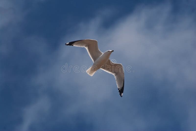 Seagull in flight