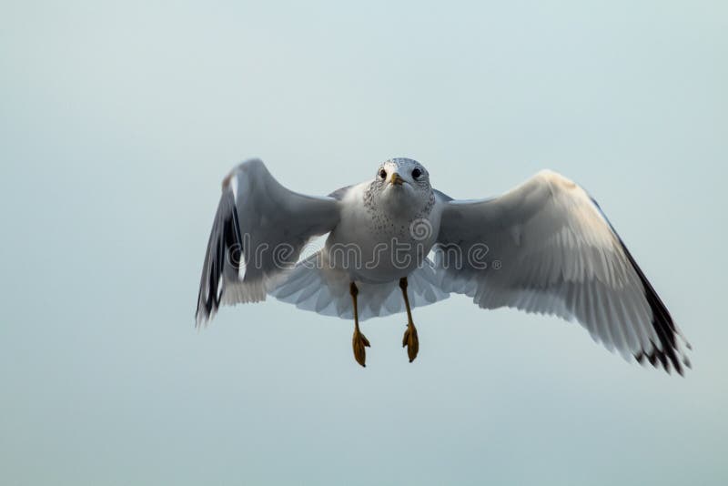 Seagull in flight stock photography Seagull in flight stock photography