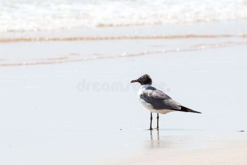 Seagull on Florida Beach