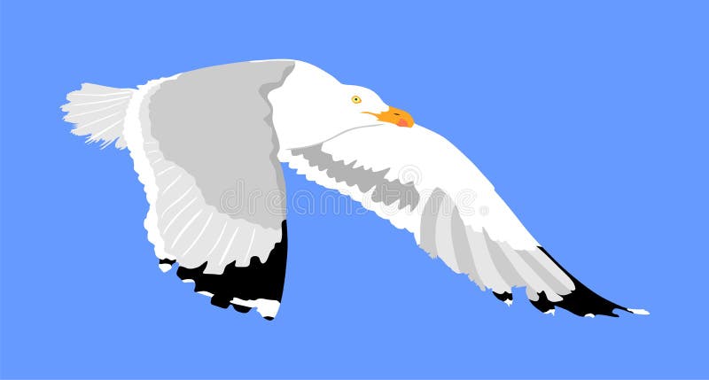 Seagull fly on blue sky background vector illustration, sea or ocean bird with spread wings.