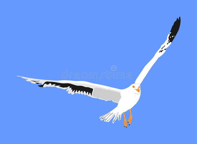 Seagull fly on blue sky background vector illustration, sea or ocean bird with spread wings.