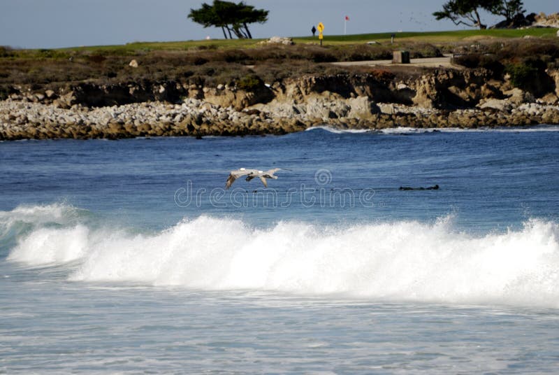 Seagull fly