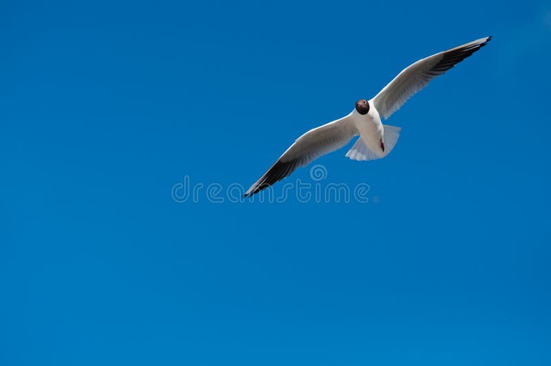 Seagull flying