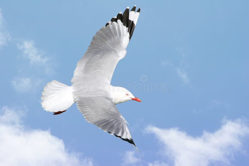 Seagull flying