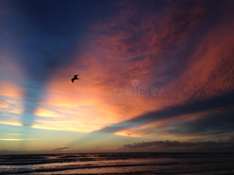 Seagull Flying on Atlantic Ocean Beach during Dawn with Crepuscular Rays.
