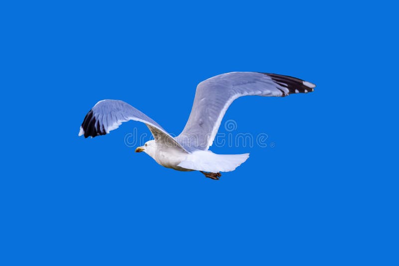 seagull-flying-away-wings-spread-isolate-blue-background-behind-136165444.jpg