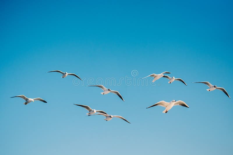 Seagull flying in blue a sky