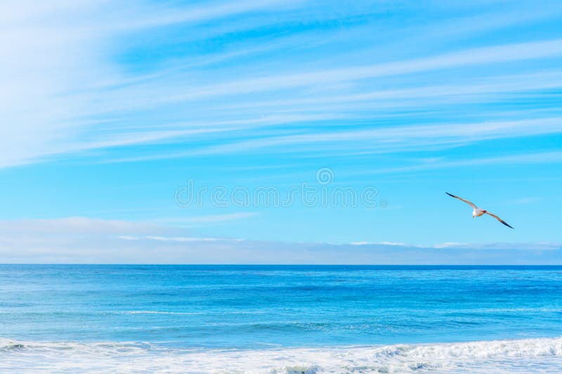 Seagull flying in California coastline stock photo