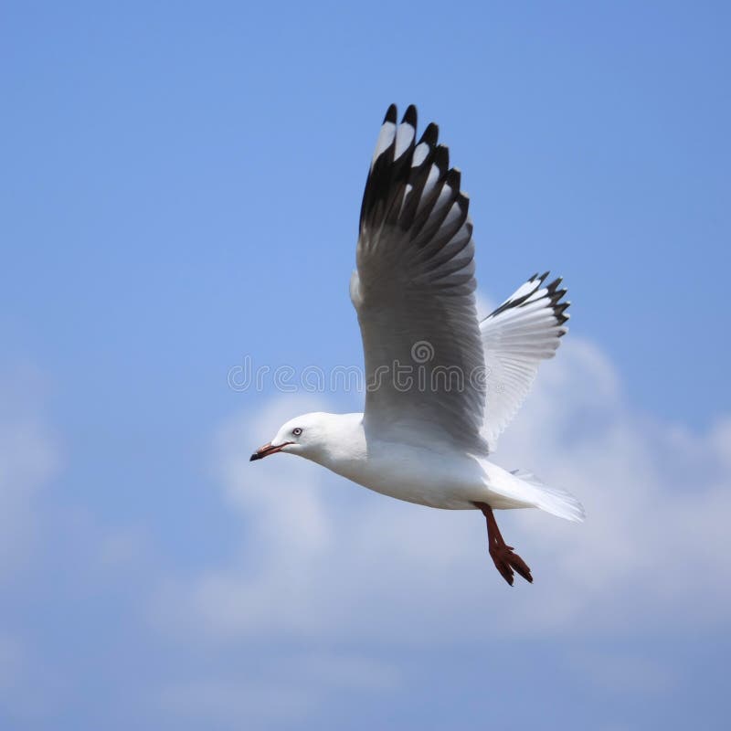 Seagull flying high on the wind