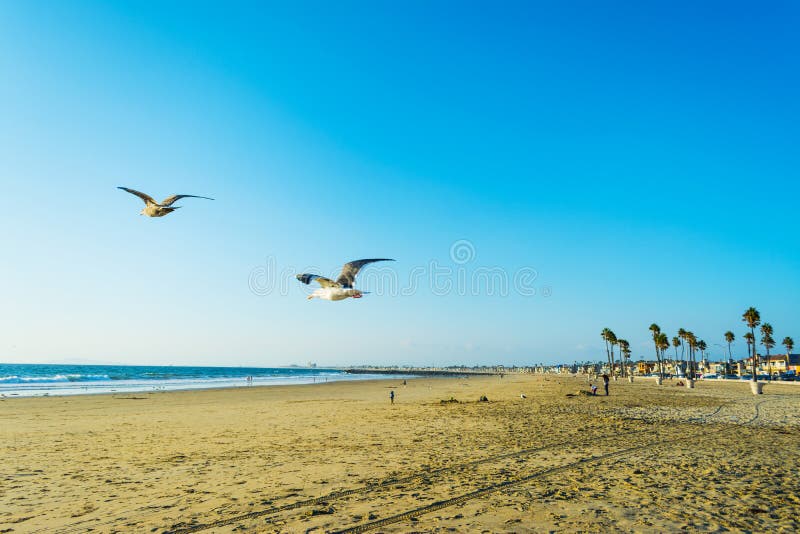 Seagull flying in Newport Beach royalty free stock photo