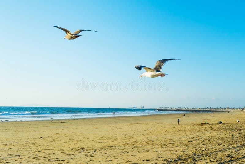 Seagull flying in Newport Beach stock photography