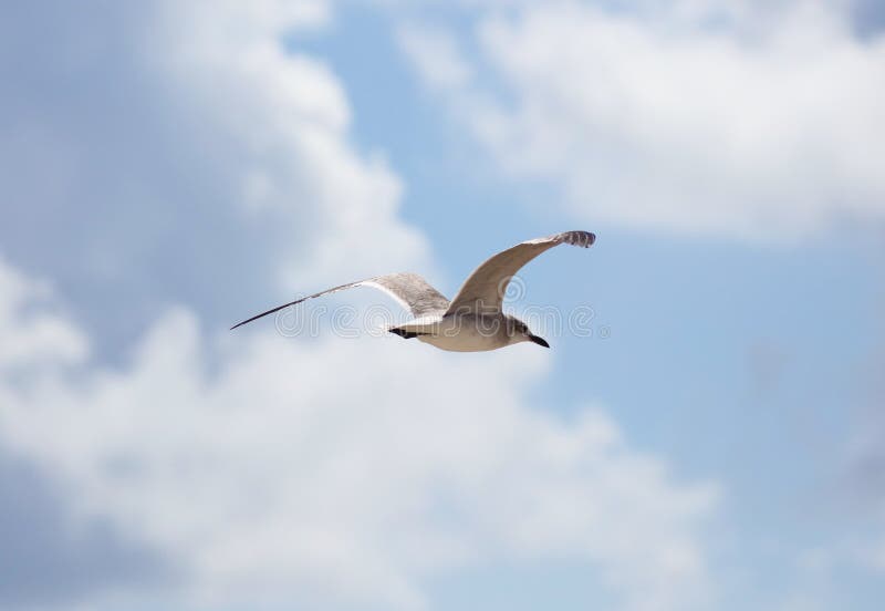 Seagull flying in ocean in south Florida Miami beach