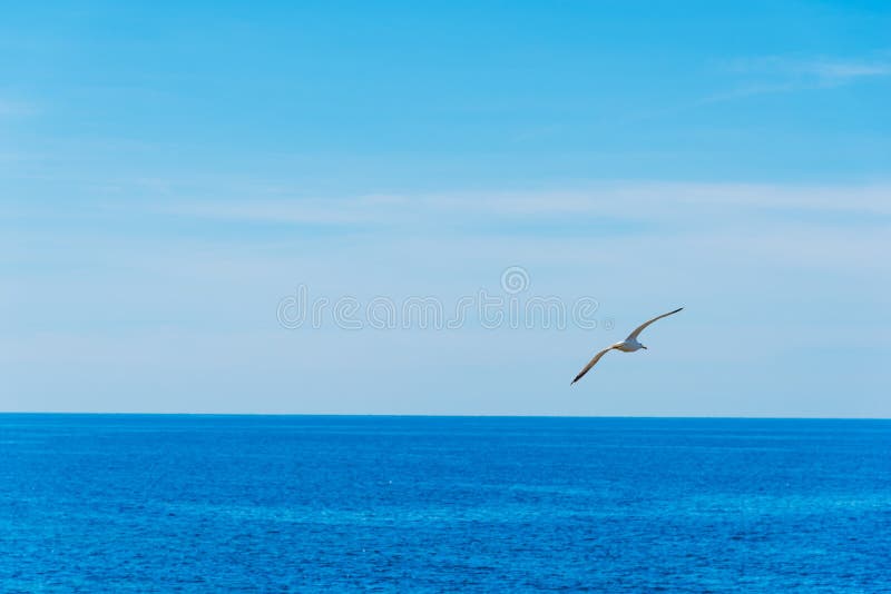 Seagull flying over the blue sea in Sardinia royalty free stock photo